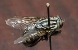 Image of Grey Flesh fly