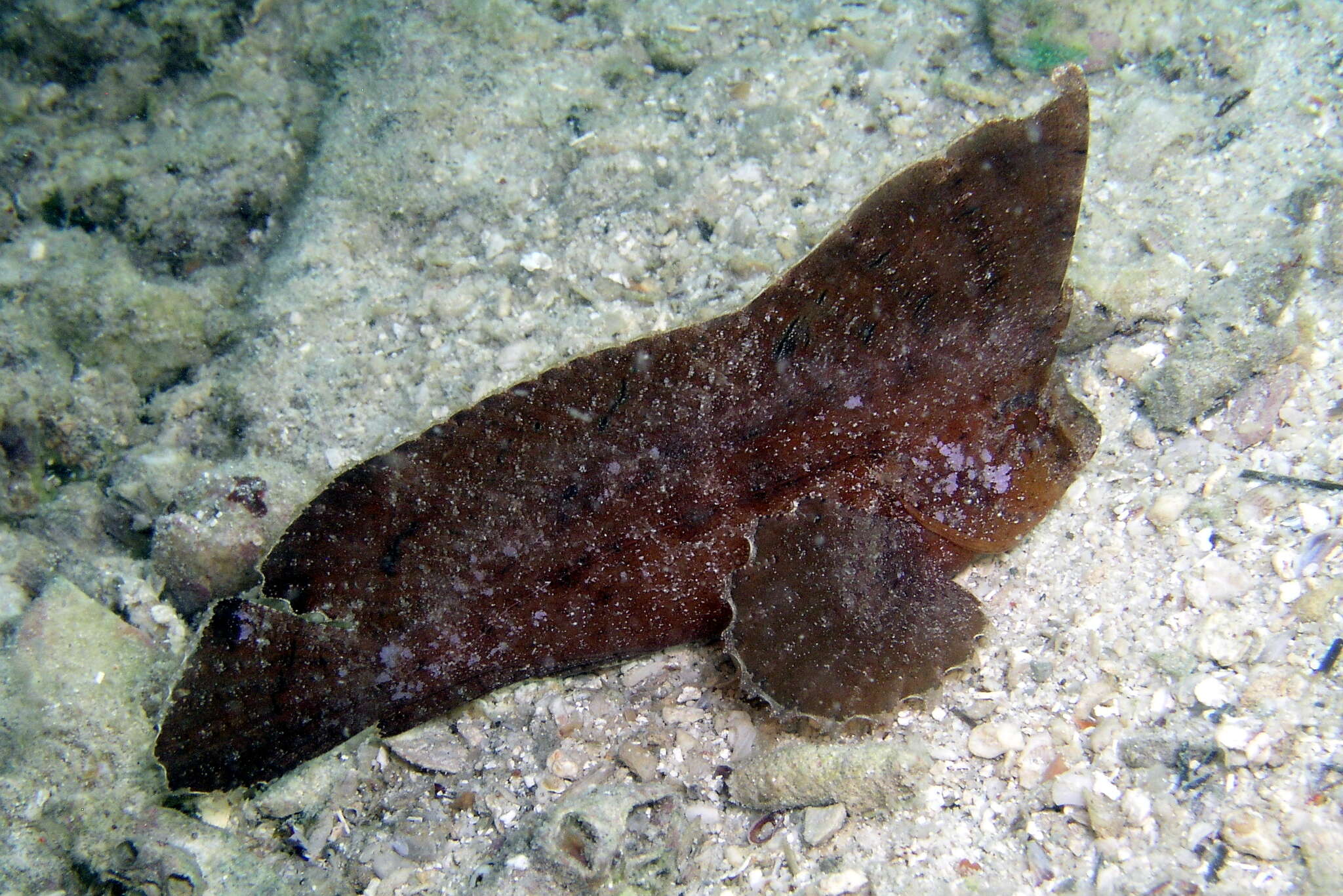 Image of Cockatoo fish