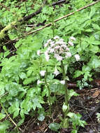 Image of arctic sweet coltsfoot