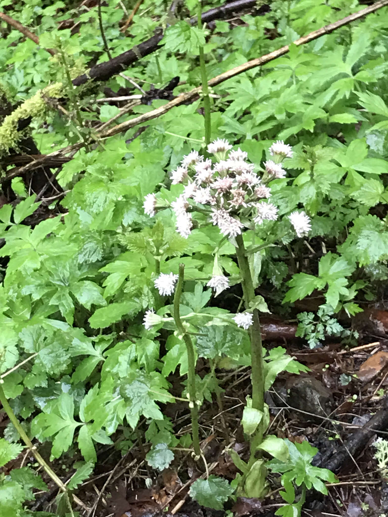 Petasites frigidus var. palmatus (Ait.) Cronq.的圖片