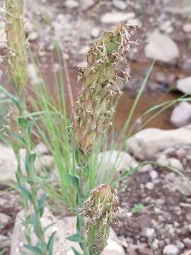 Image of Glumicalyx goseloides (Diels) O. M. Hilliard & B. L. Burtt