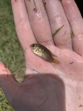 Слика од Cichlasoma bimaculatum (Linnaeus 1758)