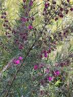 Image of Tall Boronia