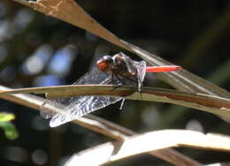 Image of Orthetrum villosovittatum (Brauer 1868)