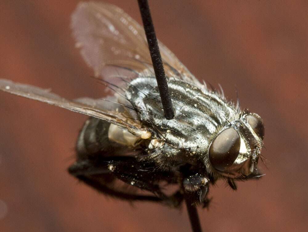 Image of Grey Flesh fly