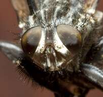 Image of Grey Flesh fly
