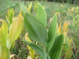 Image of Angular Solomon's Seal