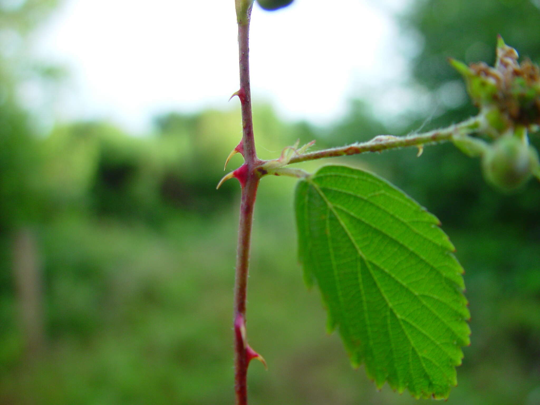 Image of Rubus bertramii G. Braun ex Focke