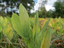 Image of Angular Solomon's Seal