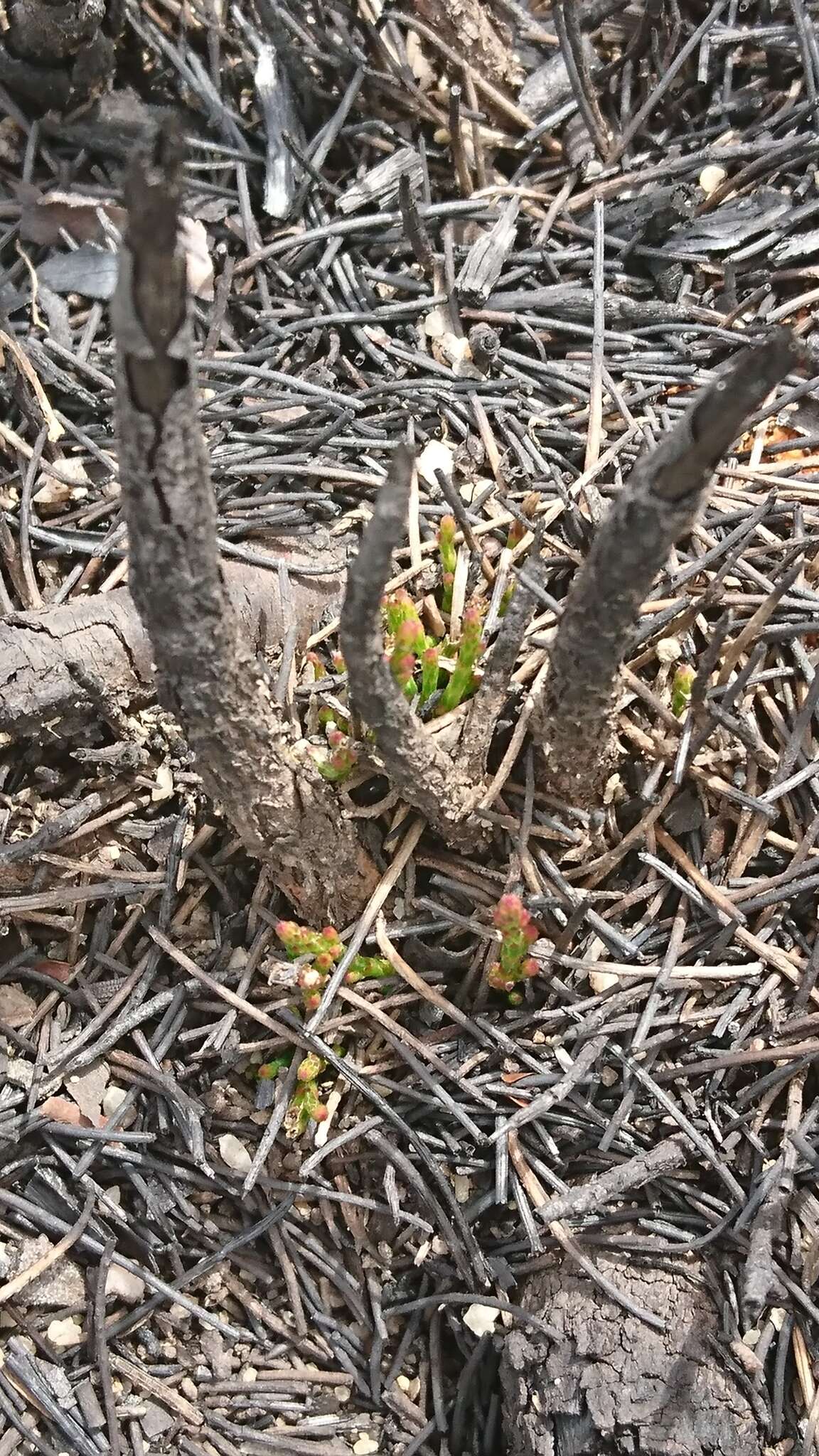 Image of stunted she-oak