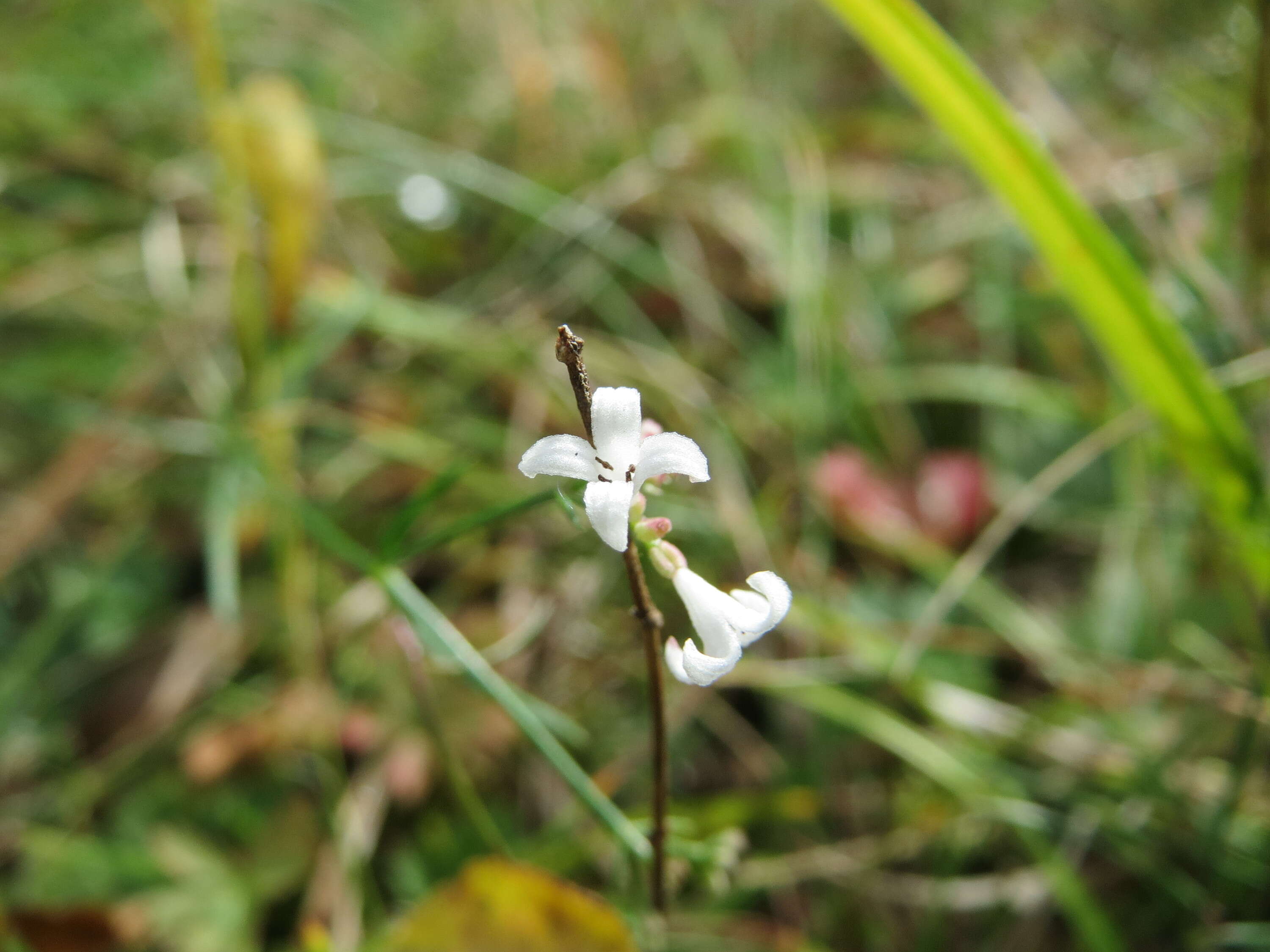 Image of squinancywort