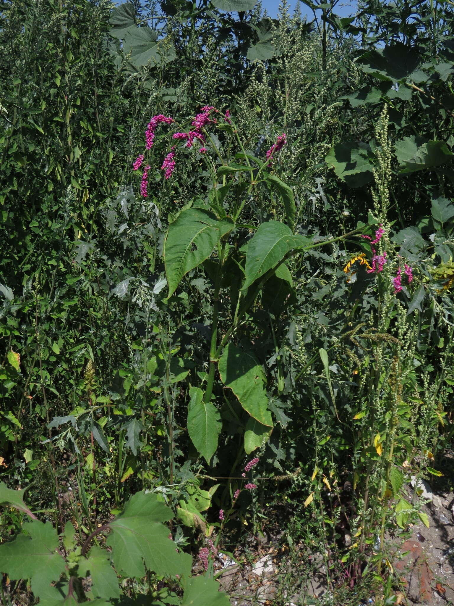 Persicaria orientalis (L.) Spach resmi