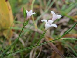 Image of squinancywort