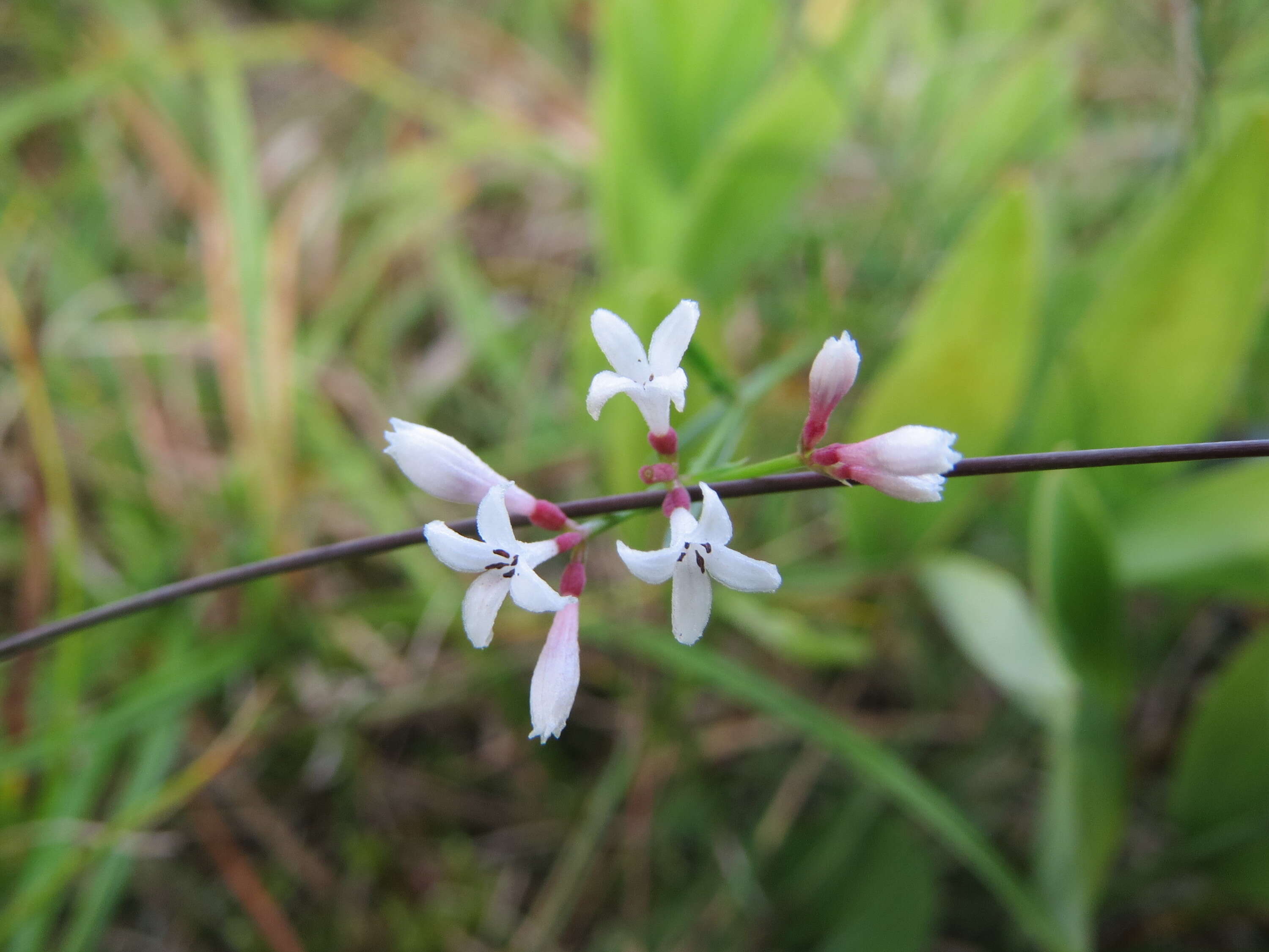 Image of squinancywort