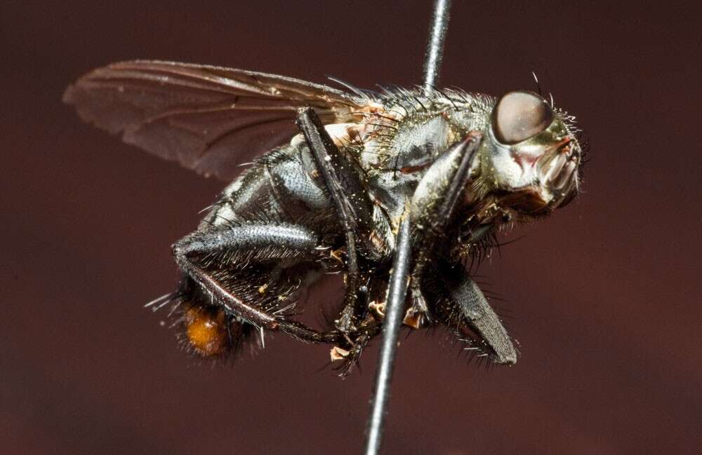 Image of Grey Flesh fly