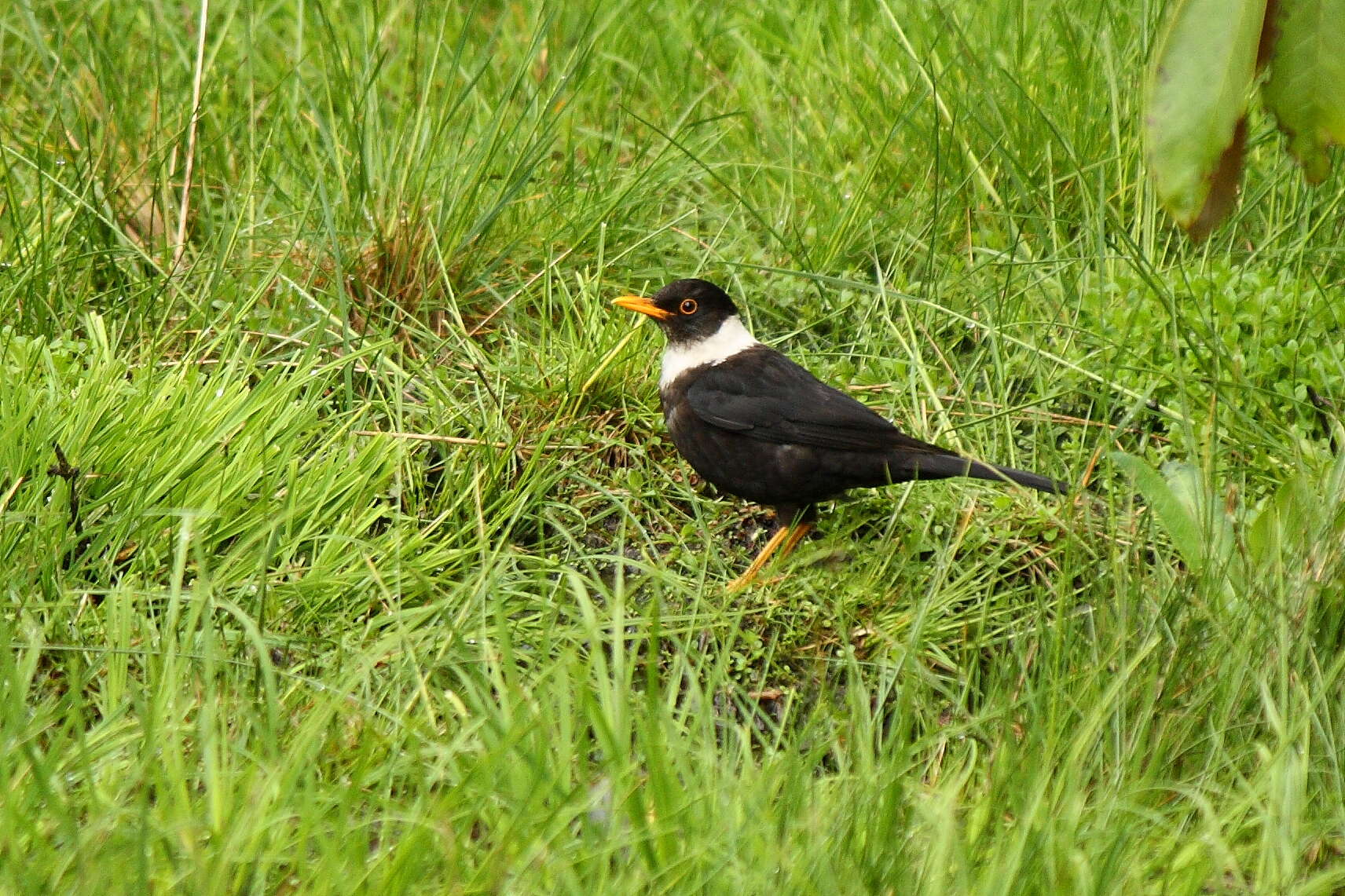 Image of White-collared Blackbird