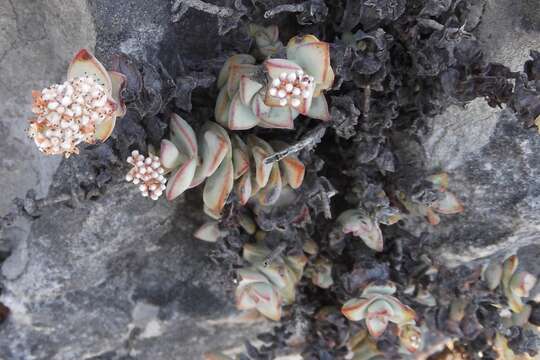 Image of Concertina plant