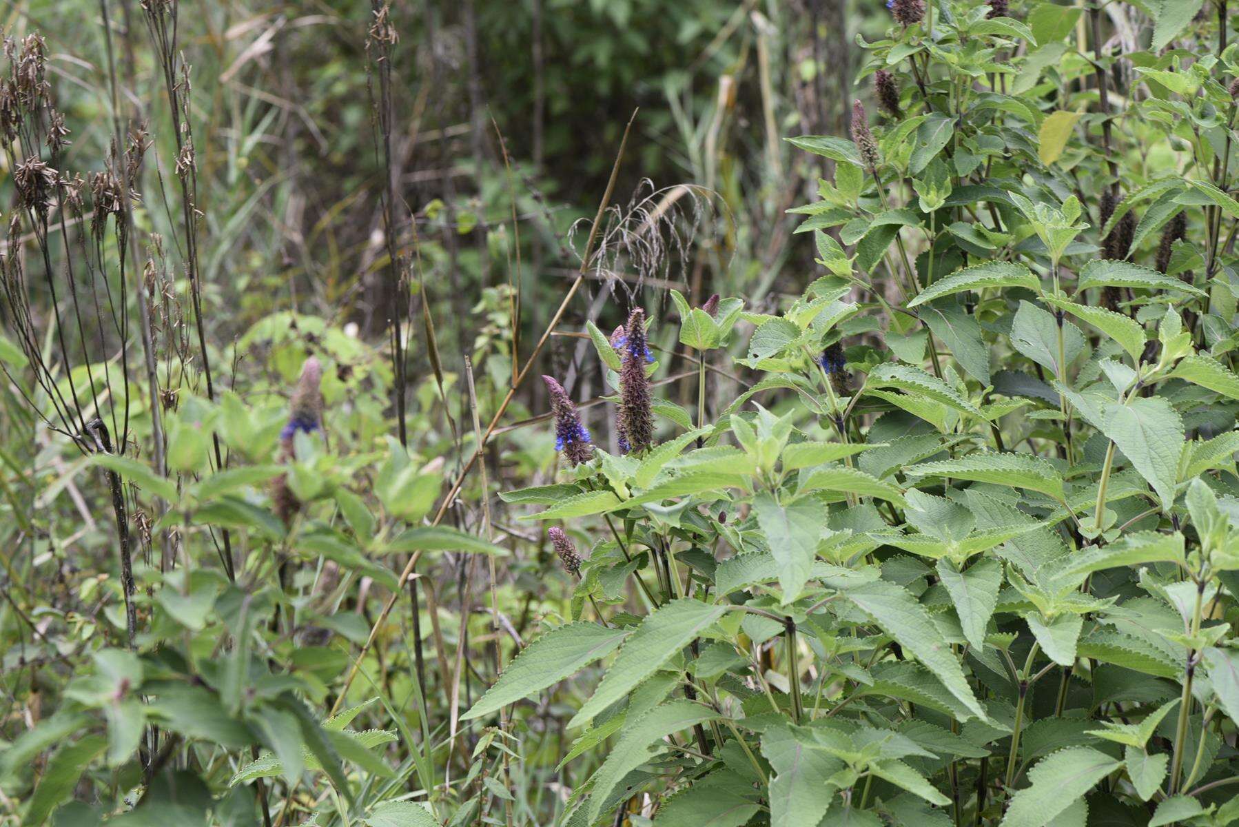 Image of <i>Coleus livingstonei</i>