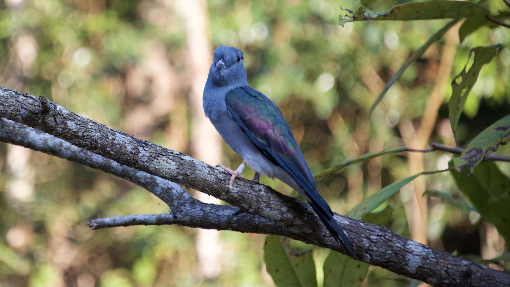 Image of Leptosomiformes