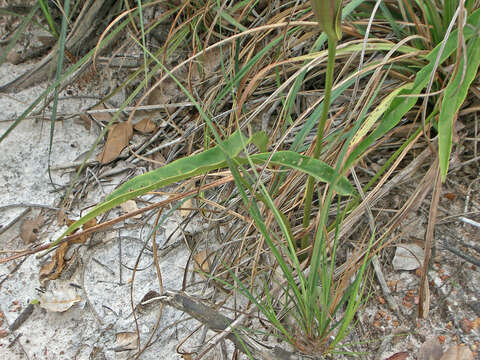 Sivun Urospatha sagittifolia (Rudge) Schott kuva