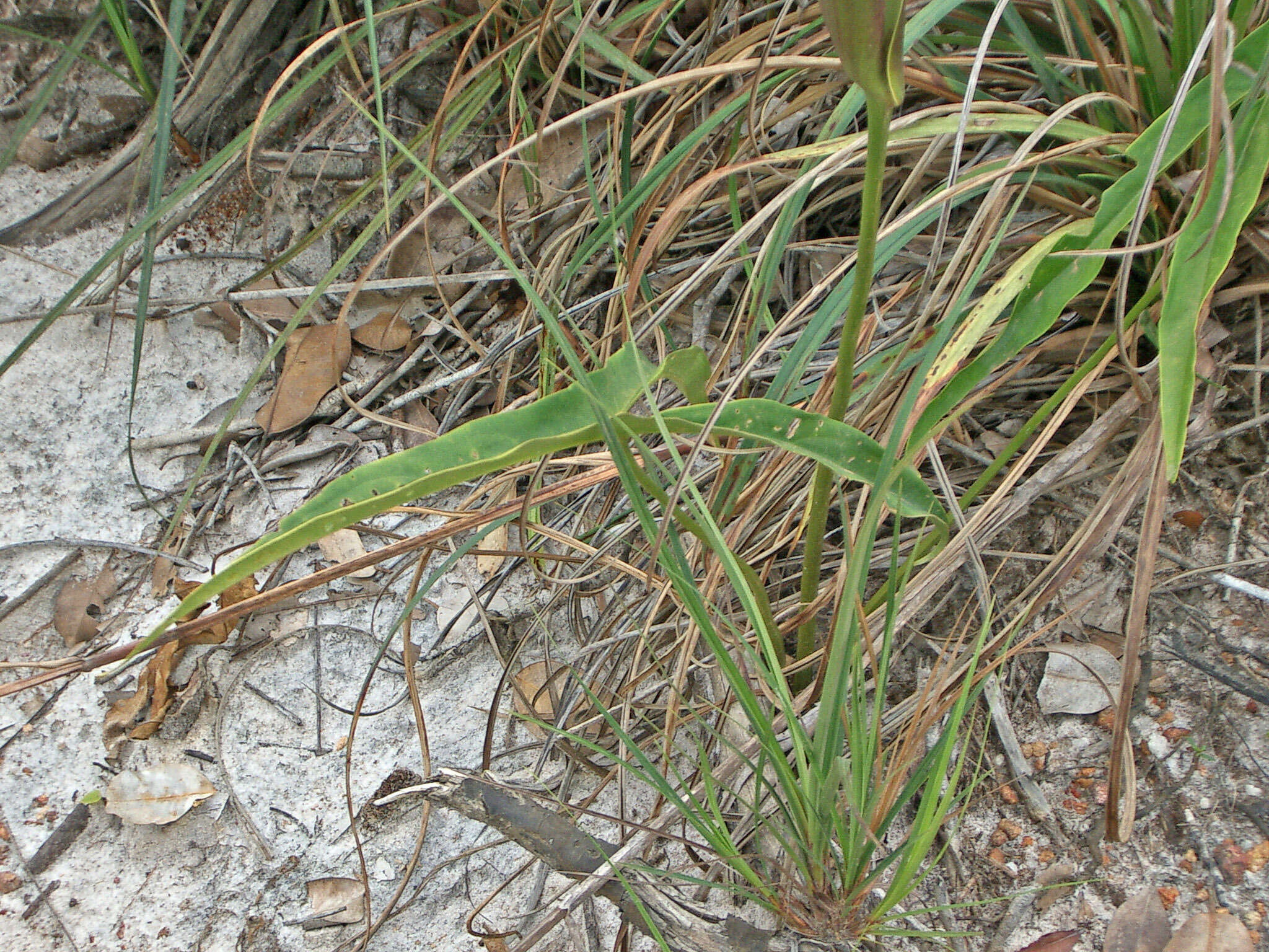 Urospatha sagittifolia (Rudge) Schott的圖片