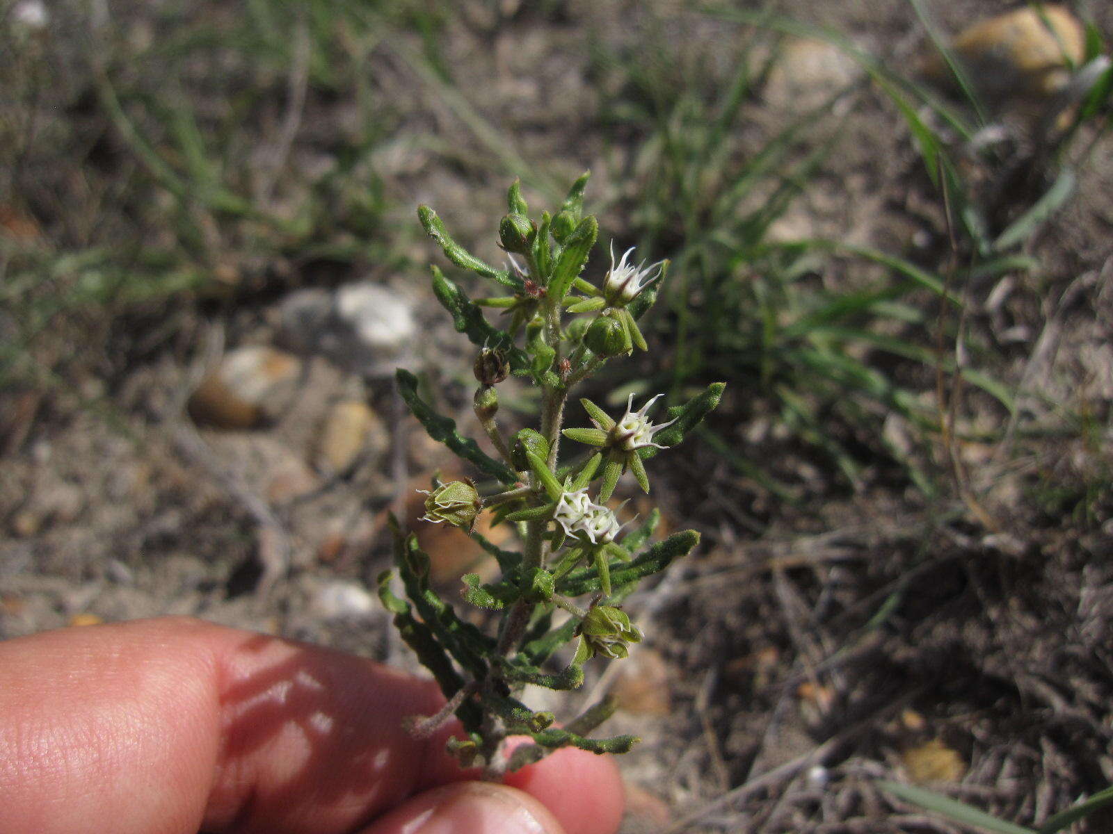 Image of Aspidoglossum heterophyllum E. Mey.