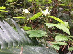 Rubus ursinus subsp. macropetalus (Dougl. ex Hook.) Taylor & Mac Bryde的圖片