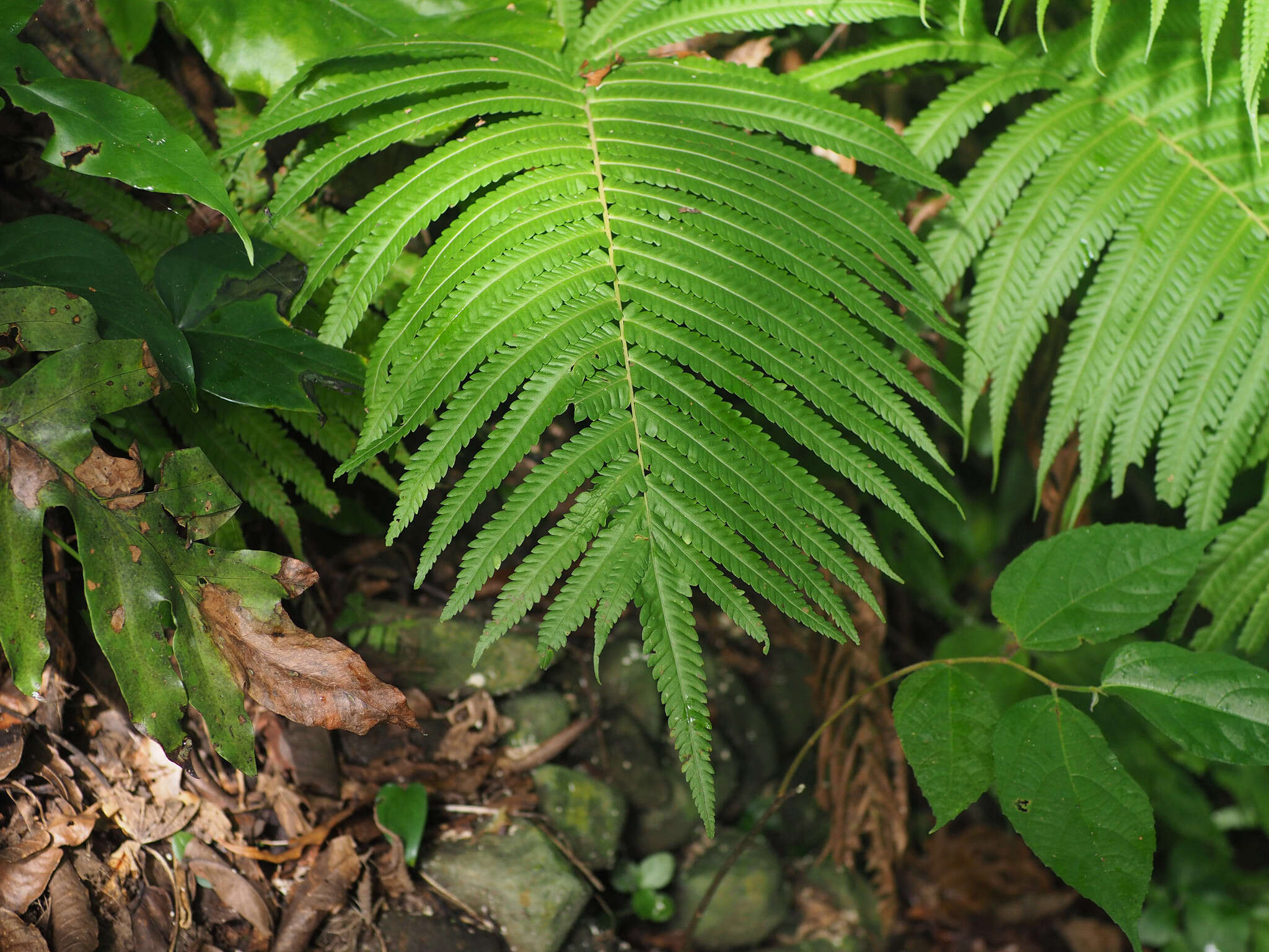 Plancia ëd Sphaerostephanos productus (Kaulf.) Holtt.