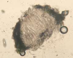 Image of pore lichen