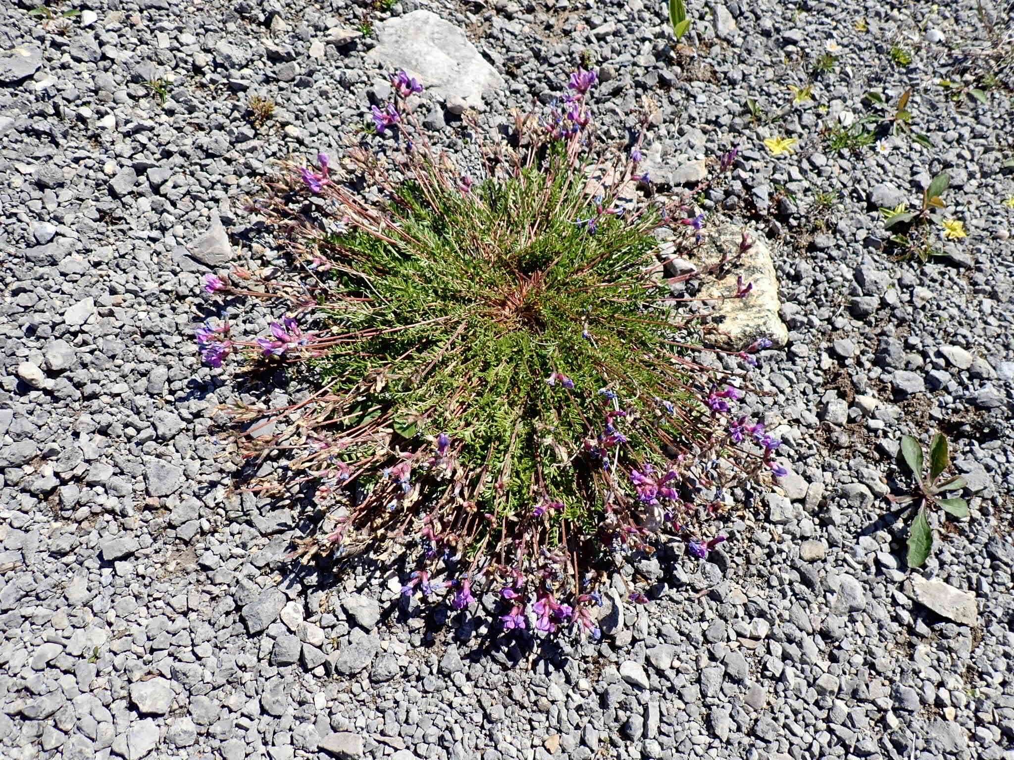 Слика од Oxytropis campestris var. johannensis Fernald