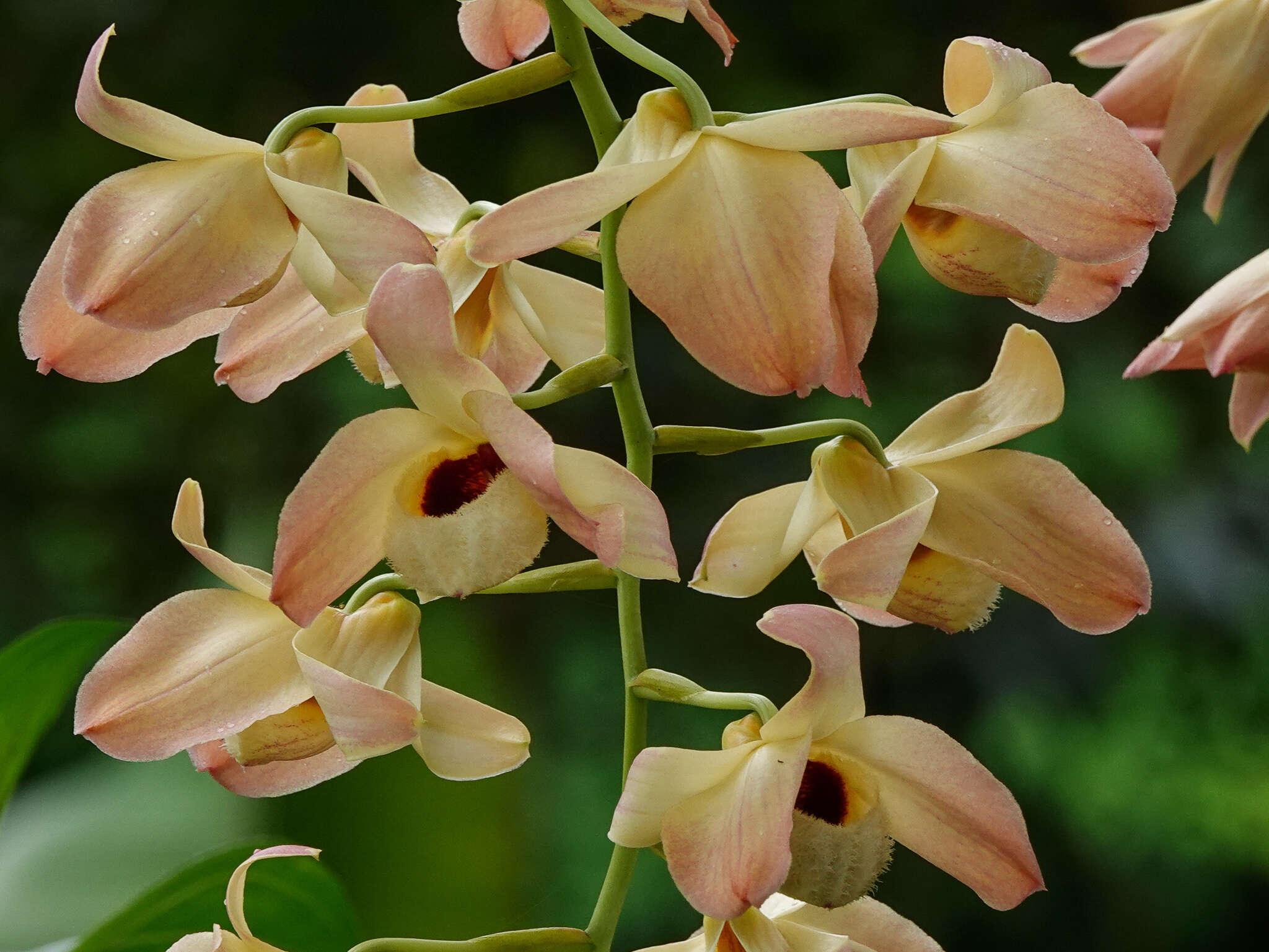 Слика од Dendrobium moschatum (Banks) Sw.