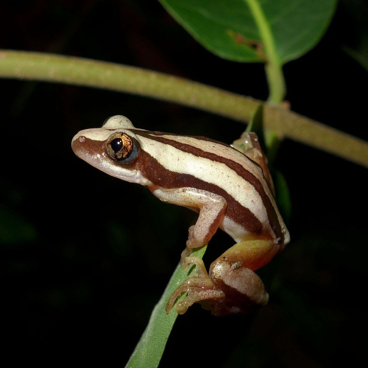 Image of De Witte's spiny reed frog