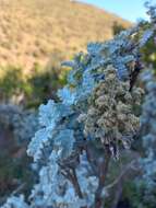 Imagem de Buddleja glomerata H. Wendl.