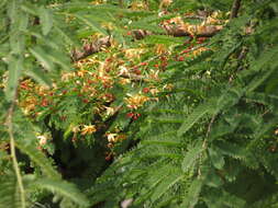 Image of tamarind