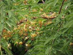 Image of tamarind