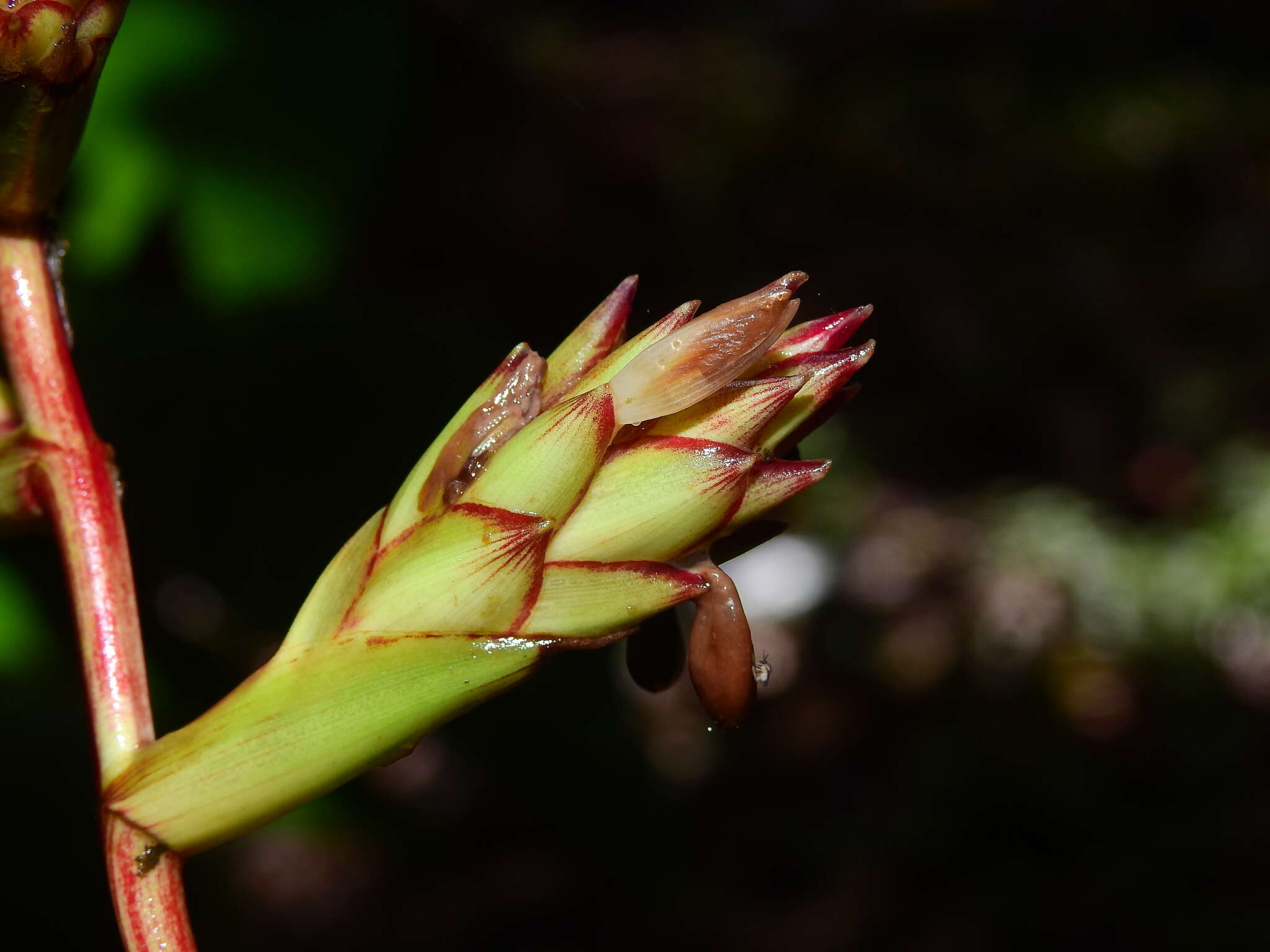 Слика од Guzmania altsonii L. B. Sm.