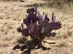 Sivun Opuntia santa-rita (Griffiths & Hare) Rose kuva