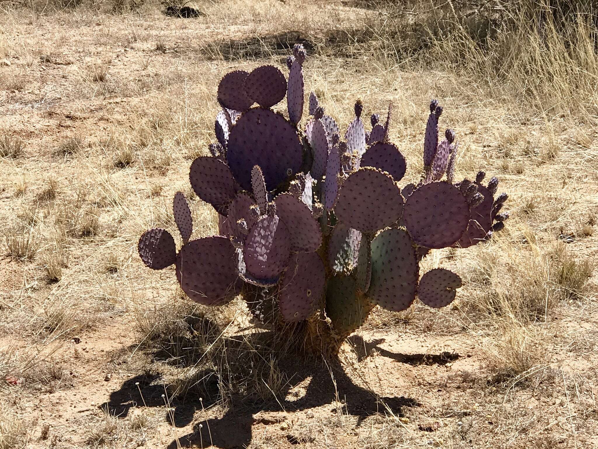 Sivun Opuntia santa-rita (Griffiths & Hare) Rose kuva