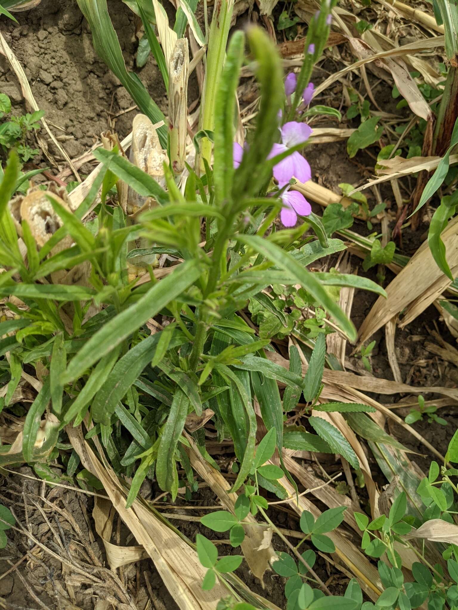 Image of purple witchweed