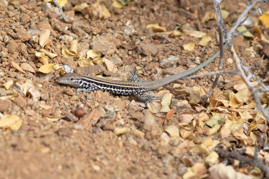 Image of Cerralvo Island Whiptail