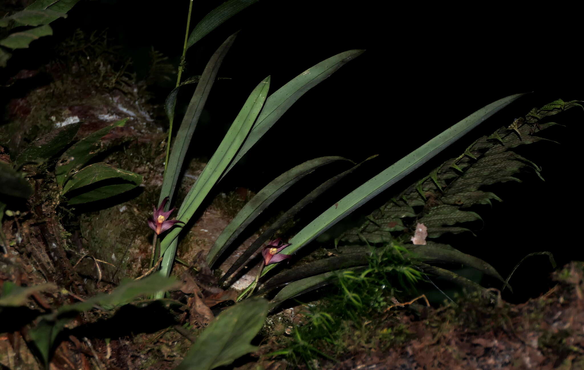 Image of Maxillaria thurstoniorum Dodson