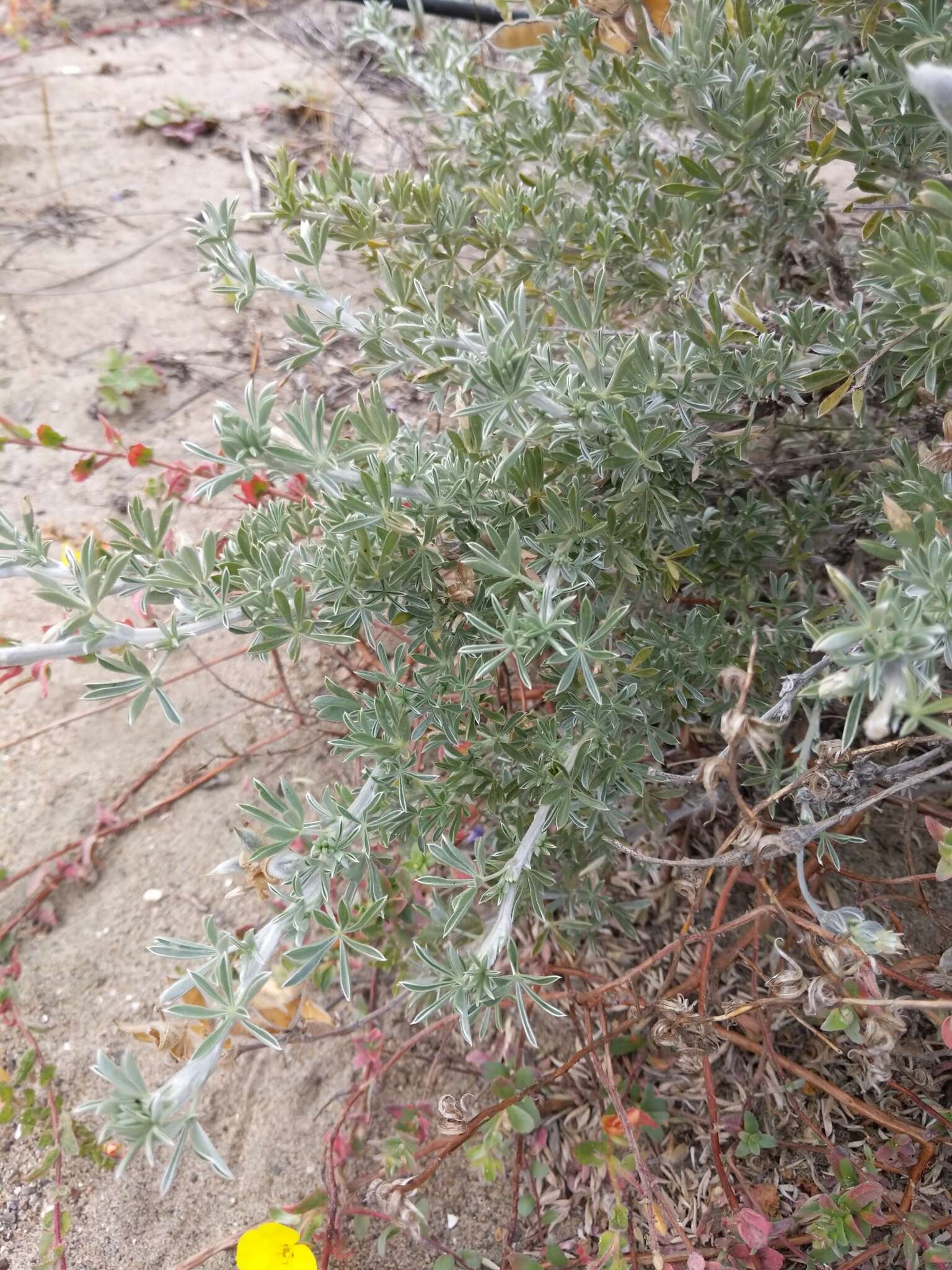 Image of Chamisso bush lupine