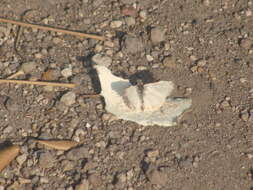 Image of Turk's-Cap White-Skipper