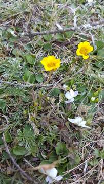 Image of Potentilla candicans Humb. & Bonpl. ex Schltdl.