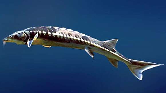 Image of Bastard Sturgeon