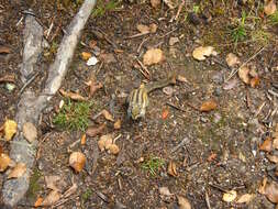 Image of Swinhoe's Striped Squirrel