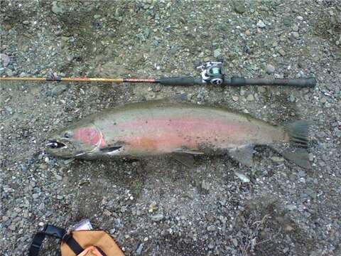 Image of Rainbow Trout