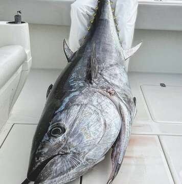 Image of Atlantic Bluefin Tuna