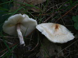 Слика од Lepiota cristata (Bolton) P. Kumm. 1871