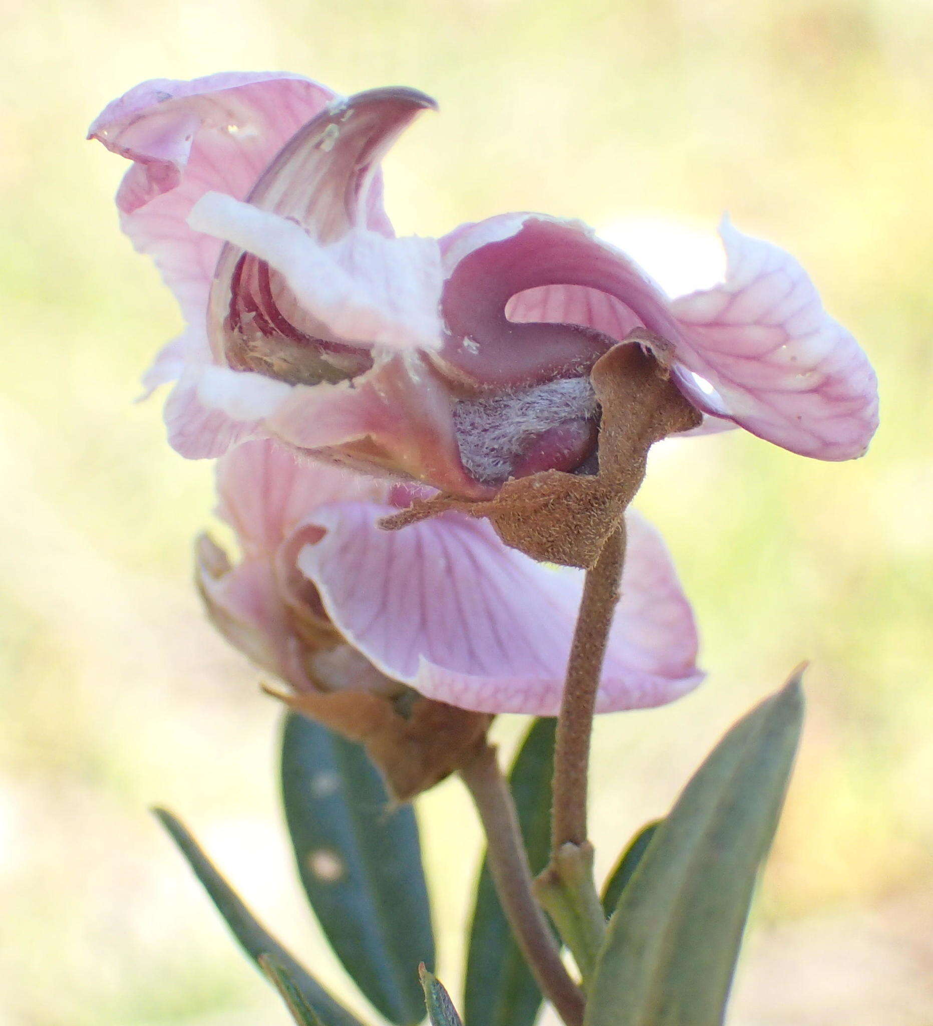 Image of Virgilia oroboides subsp. ferruginea B.-E. van Wyk